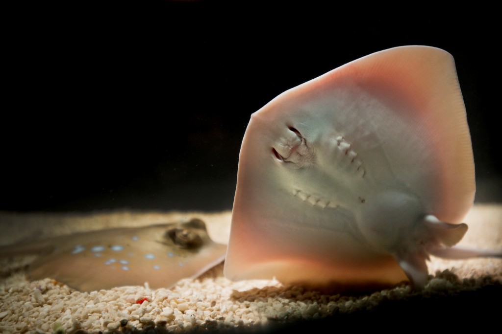 Blue-spotted Stingrays born at The National Sea Life Centre Birmingham