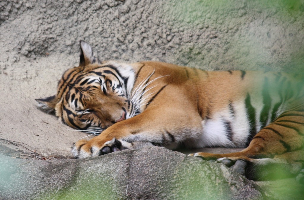 One of the remaining tigers at Cincinati Zoo. Credit Ltshears