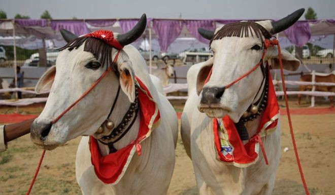 Cow-walk in India