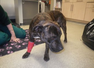 Ruthless Attack on Pet Dog