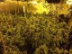 Cannabis Raid on Oldbury Building
