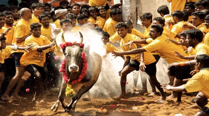 ‘Bulls’ Protest Animal Cruelty