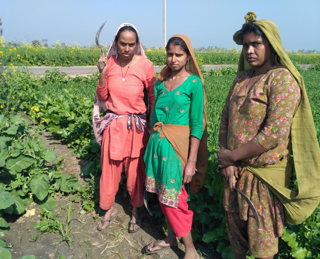 Dalit women working in the fields. Credit: Shailza Sharma