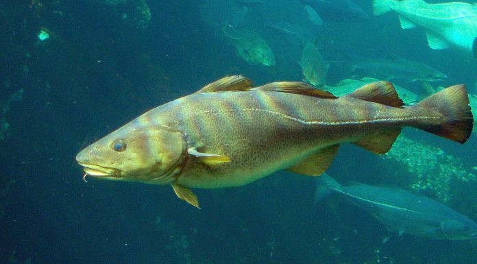 Gadus_morhua_Cod-2b-Atlanterhavsparken-Norway